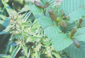 Kind of Usage of CBD Suppositories Bring and End to Constipation