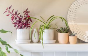Beautifying your Living Areas with Flowers